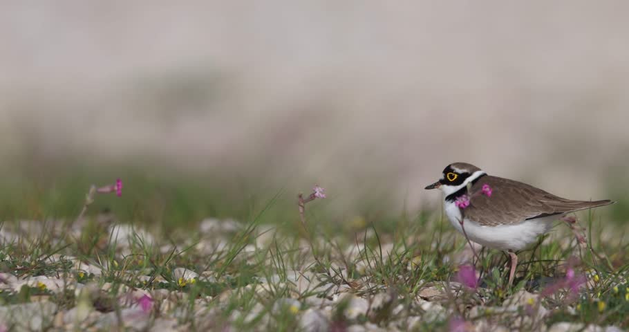 Little Ringed Plover Foraging, Wading Bird Searching for Food in Grassland