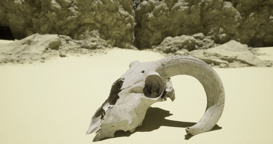 A ram skull lies on the sandy desert floor, illuminated by bright sunlight. Surrounding rocky formations create a stark contrast against the pale sand.