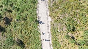 Men walking dog on hiking trail in forest aerial view - Powered by Shutterstock - Get 15% off with code: PIKWIZARD15