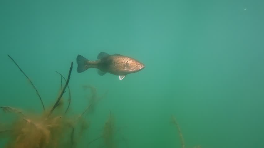 Underwater shot of a shiny largemouth bass (Micropterus salmoides) illuminated by sun rays, gliding slowly in a blue lake toward cotton-like aquatic plants and submerged branches. 