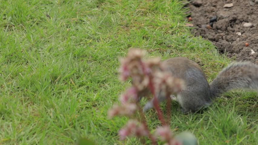Grey Squirrel Finding And Eating A Nut In Grass Garden Daytime Slow Motion Borehamwood Hertfordshire UK