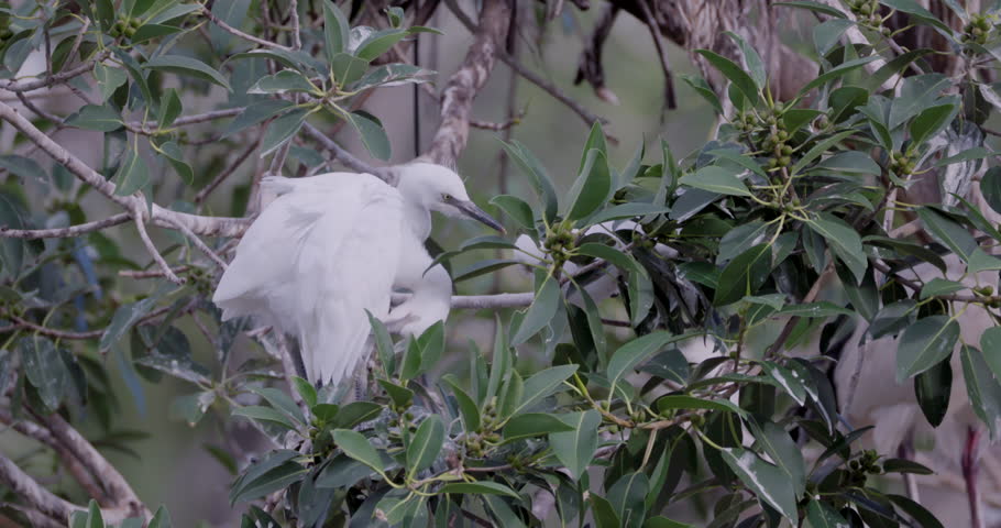 two cattle egret chicks on a nest wait for an adult to return at the bundaberg botanic gardens in queensland, australia