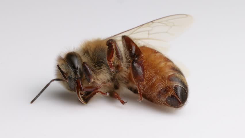 Macro video frames of a honeybee on a white background, highlighting its anatomy and subtle movements