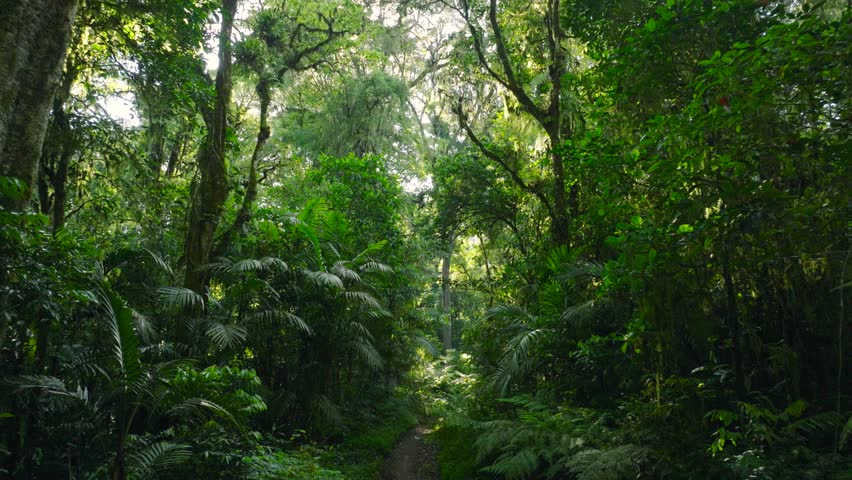 a lush green forest with lots of trees and leaves