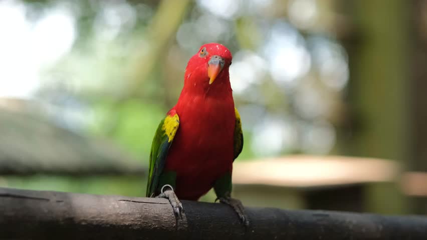 chattering lory red color sits on a perch, bird park in Malaysia
