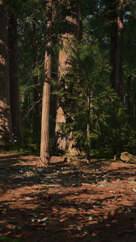 Sequoia Tree in Yosemite National Park