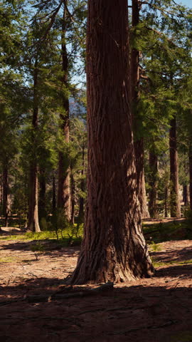 Giant Sequoia Trees at summertime in Sequoia National Park