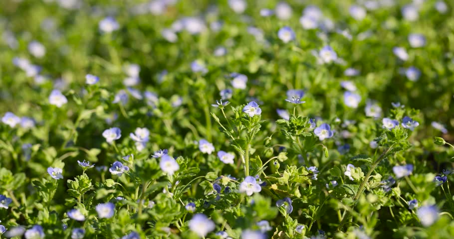 beautiful blue flowers with green grass and foliage in the summer season, close-up of bushes of plants blooming with small blue flowers