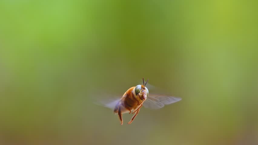 A Orchid bee hovers weightlessly in Peru’s rainforest, its flight slowed to reveal stunning details.