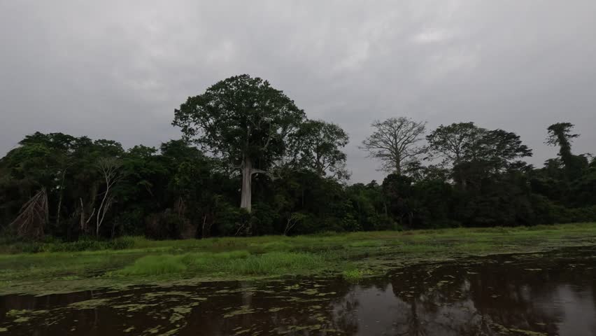 Congo Basin rainforest in the democratic republic of Congo.