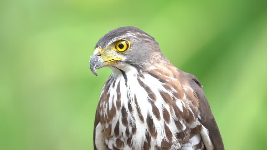Close up shot of beautiful and good looking hawk in wild.