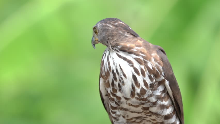 Close up shot of beautiful and good looking hawk in wild.