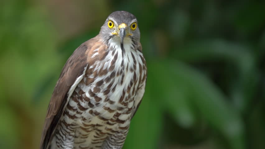 Close up shot of beautiful and good looking hawk in wild.