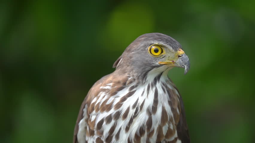 Close up shot of beautiful and good looking hawk in wild.