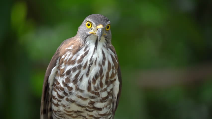 Close up shot of beautiful and good looking hawk in wild.