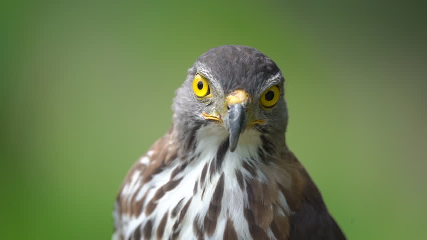 Close up shot of beautiful and good looking hawk in wild.
