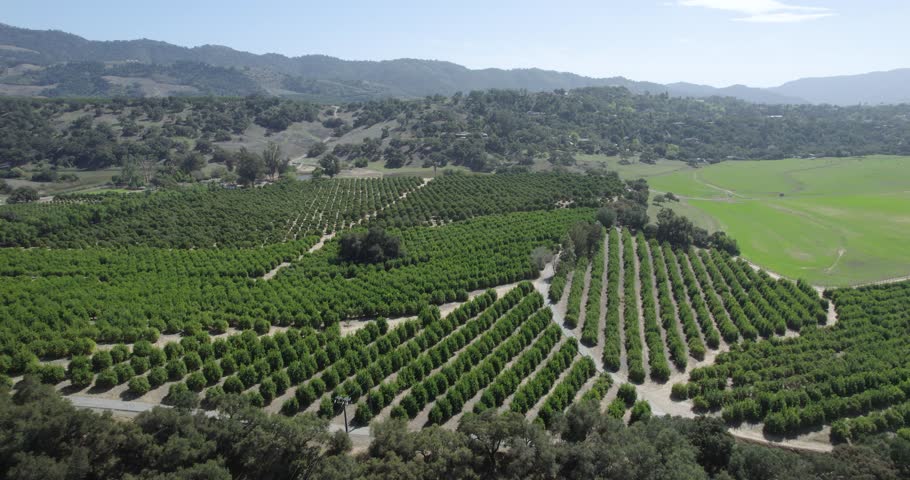 Aerial View Of Orange Orchard In Ojai Valley, California, USA.