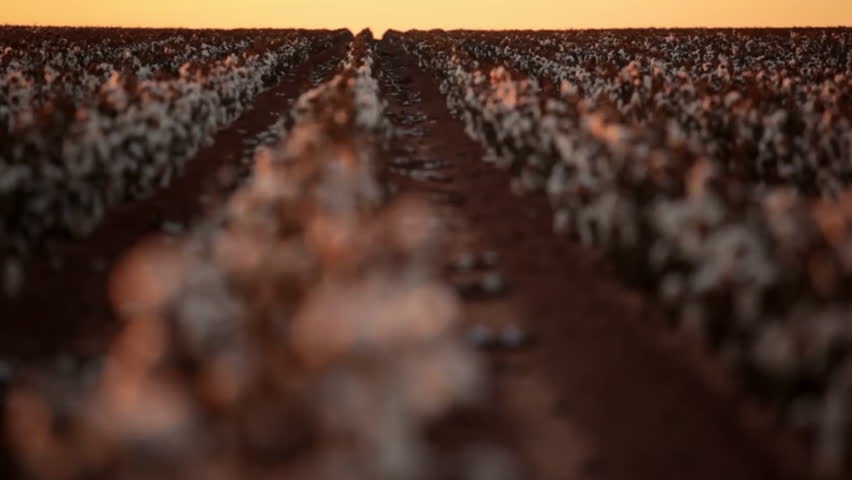 Cotton in a cotton field in the early morning, close up of cotton filaments, cotton threads are wound into textile thread, textile machines produce yarn, thus producing soft, flowing fabric.