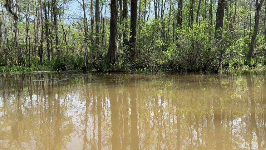 Muddy water swamp in forest with trees submerged in it. Captured during boat ride.