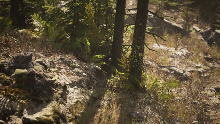 A serene forest landscape in Alaska showcases tall trees surrounded by lush ferns and rocky ground. Sunlight filters through, highlighting the vibrant greenery and natural beauty.
