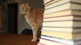 A ginger Scottish Fold cat curiously navigates a pile of colorful books. The warm indoor atmosphere enhances the playful and inquisitive nature of the feline. - Powered by Shutterstock - Get 15% off with code: PIKWIZARD15