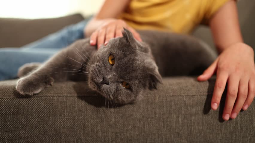A young girl lovingly pets her Scottish Fold cat on a soft couch in a warm, inviting living room. The afternoon sun gently illuminates their joyful interaction, creating a serene atmosphere.