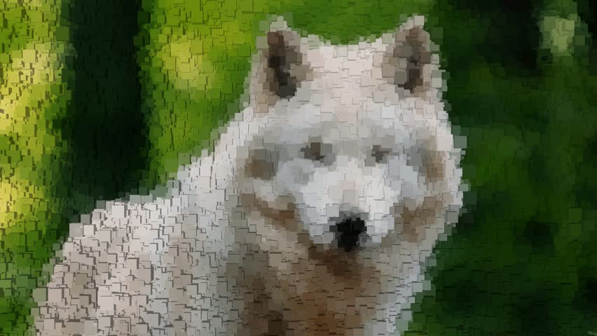 Drawing - Arctic Wolf Made of Cubes, Paints, Colors, Animal Background, Unique Design, Exclusive
