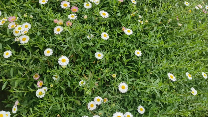 Beautiful wild  flower daisies sway in the soft breeze under warm sunlight. Perfect for projects needing a touch of nature, serenity, countryside charm, and vibrant seasonal beauty, floral, daissy