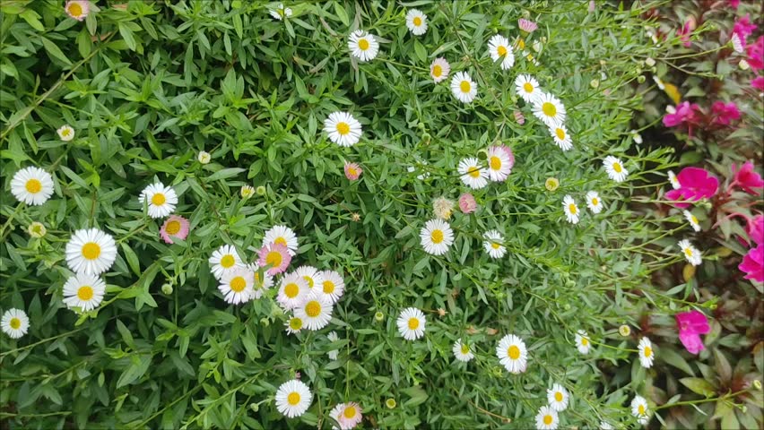 Beautiful wild  flower daisies sway in the soft breeze under warm sunlight. Perfect for projects needing a touch of nature, serenity, countryside charm, and vibrant seasonal beauty, floral, daissy