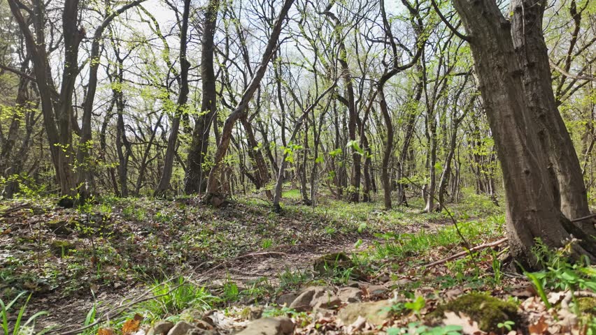 Senior old man walks in woodland nature for springtime outdoor exercise