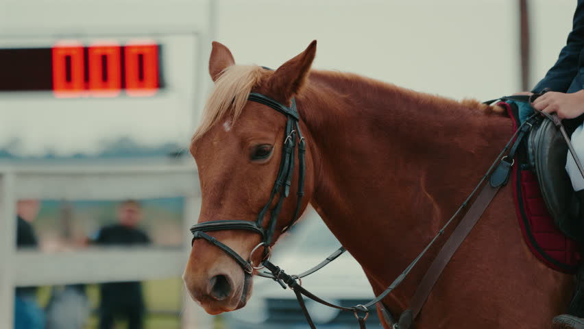 Close-up of chestnut horse with bridle during equestrian competition countdown