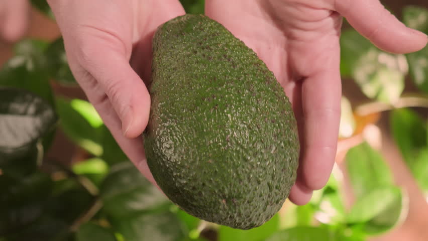Green avocado in hands close-up top view