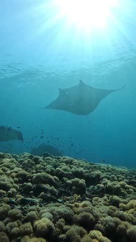 Vertical video of scuba diving manta ray in Indonesia, underwater footage, ocean, marine life, manta ray, diving, Indonesia, wildlife, sea, aquatic, ocean exploration, nature