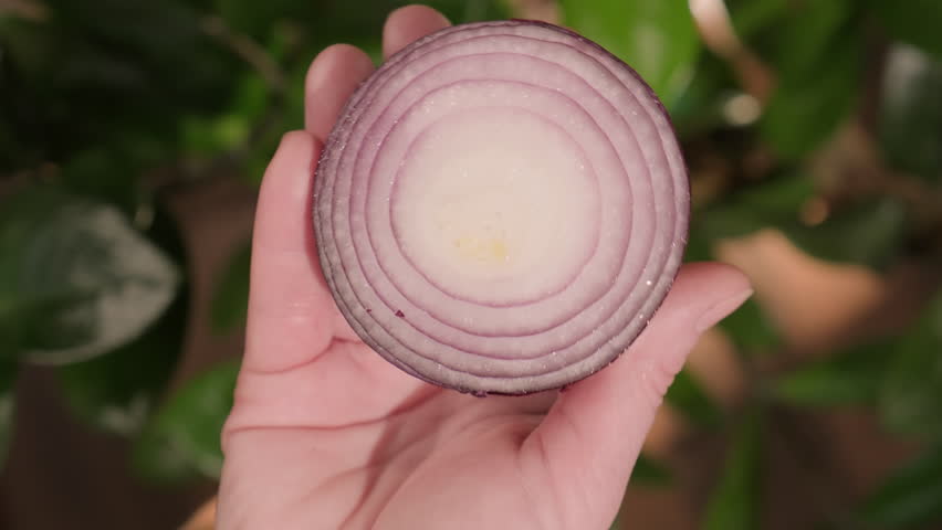 Half red onion in hand showing juicy pulp of vegetable close-up top view