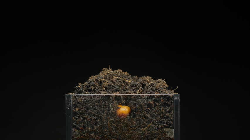 Section view of nature growth process as seeds germinate and sprout into small plants.