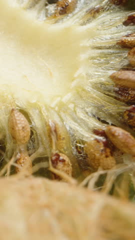 Vertical video. Extreme Close-Up of a Dried-Up Kiwi Cross-Section with Shrivelled Flesh and Darkened Seeds Showing Signs of Aging. Focus on Texture and Natural Decay