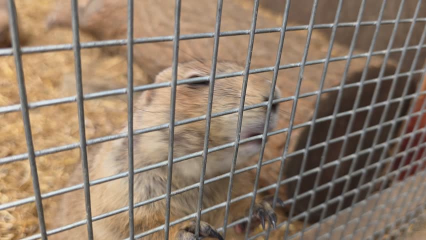 Black-Tailed Prairie Dog Standing Alert - Cute Wildlife Portrait