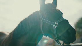 Gentle connection between human and horse in close-up touching moment at sunset - Powered by Shutterstock - Get 15% off with code: PIKWIZARD15