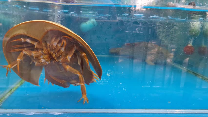 Horseshoe crab swimming in a clear fish tank with blue water background