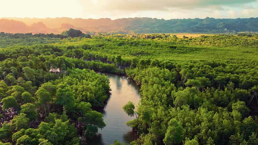 Evening landscape of untouched wild nature of Dominican Republic. Winding river in mangrove swamps of subtropical forest. National Natural Park in Central America. Ecotourism and travel in the tropics