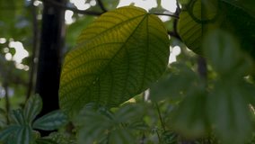 tropical leaf in sunlight stock video - Powered by Shutterstock - Get 15% off with code: PIKWIZARD15