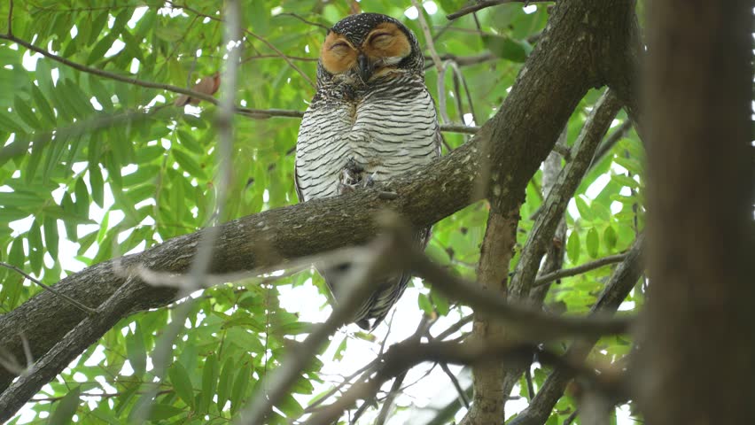 Spotted wood-owl (Strix seloputo) bird watching in the forest