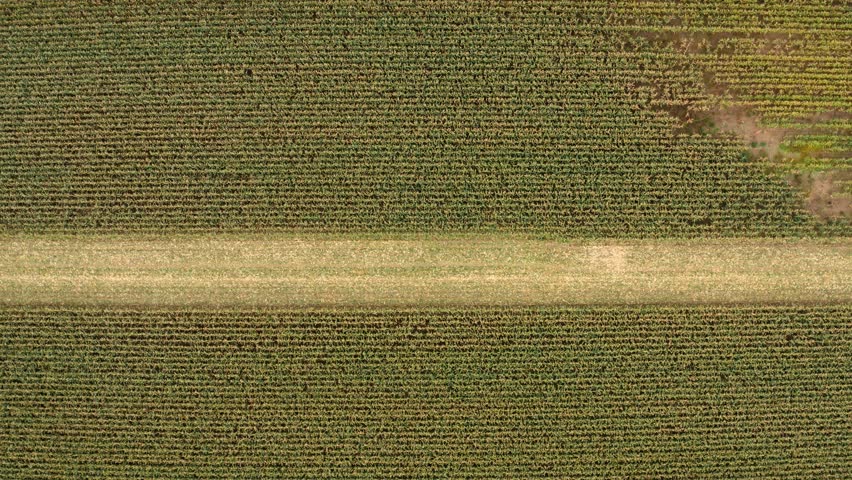 Drone aerial video directly above with a single combine harvester threshing corn in Germany
