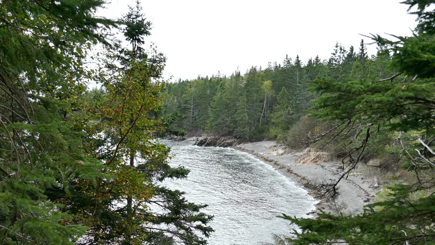 Beautiful nature scene with tress and ocean with lapping waves on shoreline