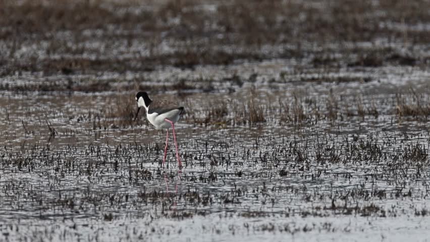 Black necked stilt (Himantopus mexicanus) foraging in a marshy wetland at Klamath Wildlife Area, southern Oregon, captured in natural habitat.