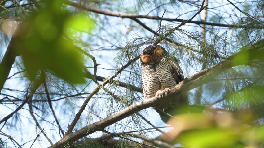 Spotted wood-owl (Strix seloputo) bird watching in the forest