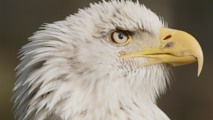 Close-up of a majestic bald eagle with a sharp beak and intense gaze, showcasing its white head and yellow beak against a blurred background.