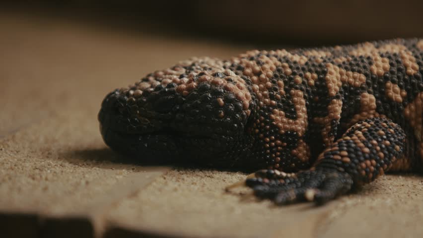 A close-up of a Gila monster resting on a textured surface. The reptile