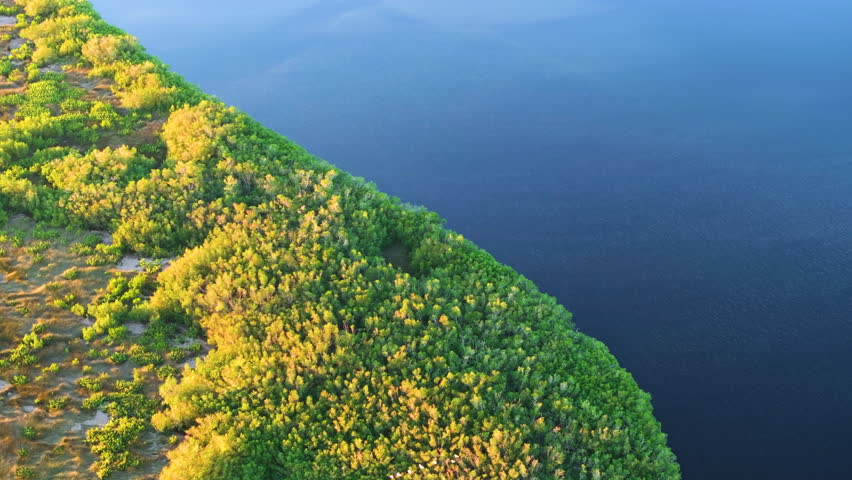 Florida wetlands with flying flock of white egret and heron birds on green swamp vegetation between bay waters. Aerial view of wildlife in natural habitat