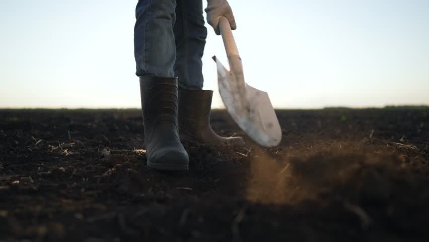 Farmer starts morning work with shovel. Agriculture routine at dawn. Farmer digging soil for planting. Shovel breaking ground on farm. Early morning agriculture work. Farmer prepares field for crops.